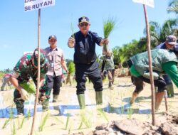 Bupati Seruyan Tanam Padi Perdana di Panimba Raya