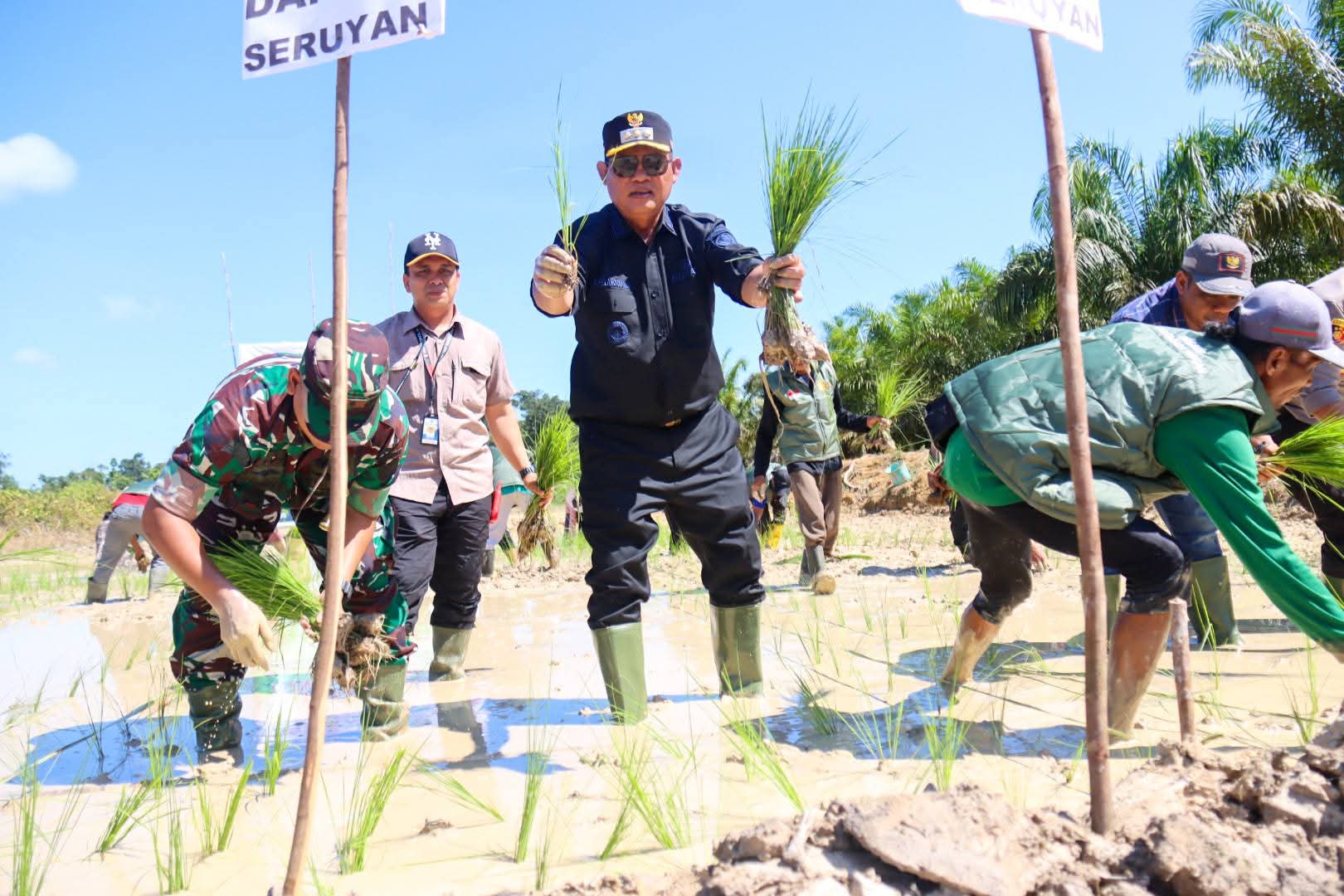Bupati Seruyan Tanam Padi Perdana di Panimba Raya