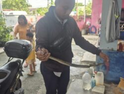 Warga Menteng Terkejut Temukan Ular Piton Intai Marmut Peliharaan