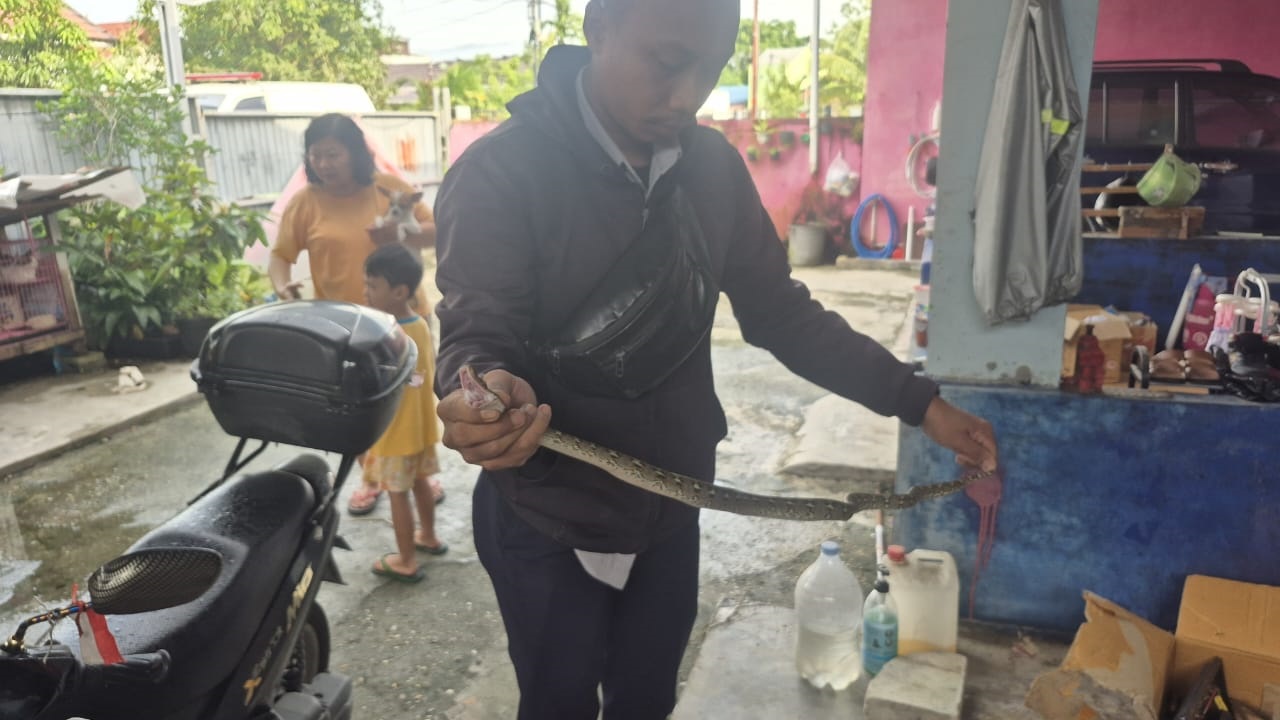Warga Menteng Terkejut Temukan Ular Piton Intai Marmut Peliharaan