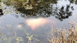 Nenek 85 Tahun Ditemukan Tewas Mengapung di Parit