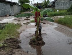 JALAN PERINTIS PERMAI RUSAK-Warga Tanam Pisang, Pemko Respons Cepat