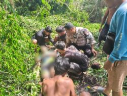 Tebang Pohon, Pria Ini Terjatuh dan Tertimpa Dahan