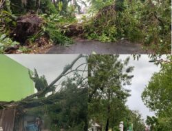Angin Kencang, Sejumlah Pohon Tumbang Tutup Akses Jalan