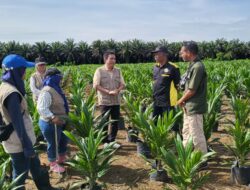 Disbun Gelar Monitoring dan Sertifikasi Benih Sawit di Empat Kabupaten