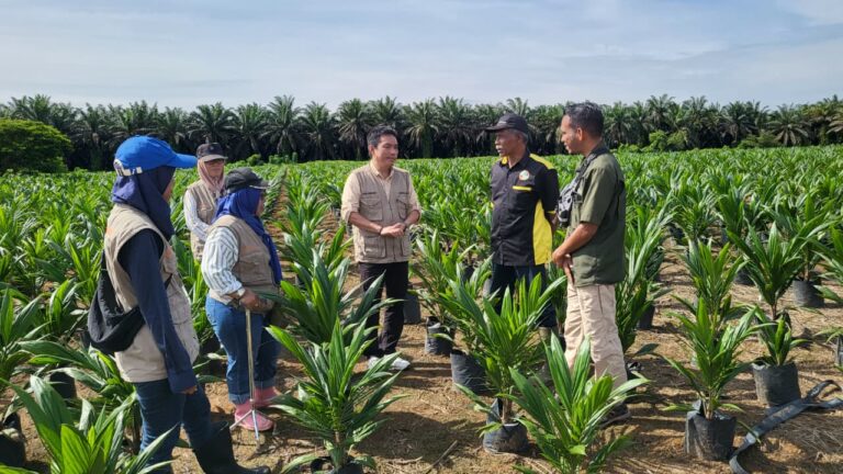 Disbun Gelar Monitoring dan Sertifikasi Benih Sawit di Empat Kabupaten