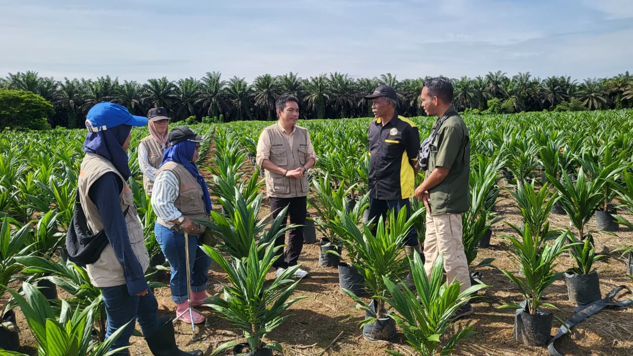 Disbun Gelar Monitoring dan Sertifikasi Benih Sawit di Empat Kabupaten