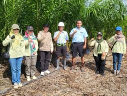 8.504 Benih Sawit CV Bukit Sawa Makmur Lolos Sertifikasi
