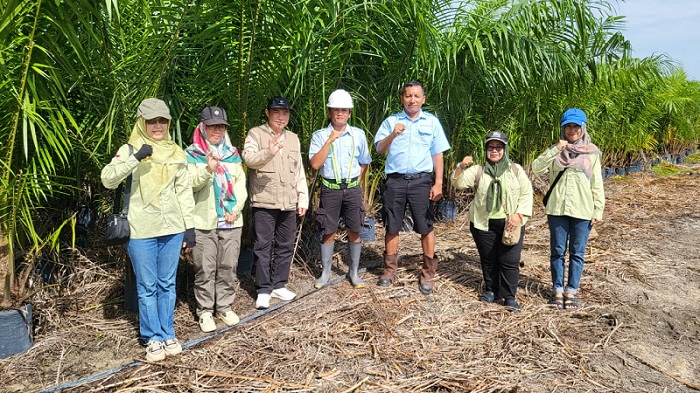 8.504 Benih Sawit CV Bukit Sawa Makmur Lolos Sertifikasi