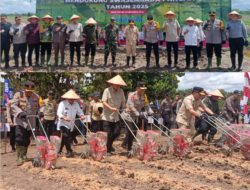 Bupati Wiyatno dan Gubernur Agustiar dan Kapolda Tanam Jagung Perdana