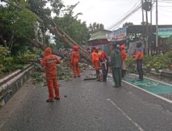 Kobar Dilanda Badai Angin, Pohon Tumbang dan Atap Rumah Berhamburan