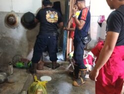 Ular Cobra 2 Meter Ditemukan di Gudang Rumah Warga