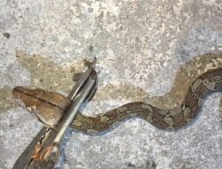 Damkar Evakuasi Anak Ular Piton di Puteri Junjung Buih