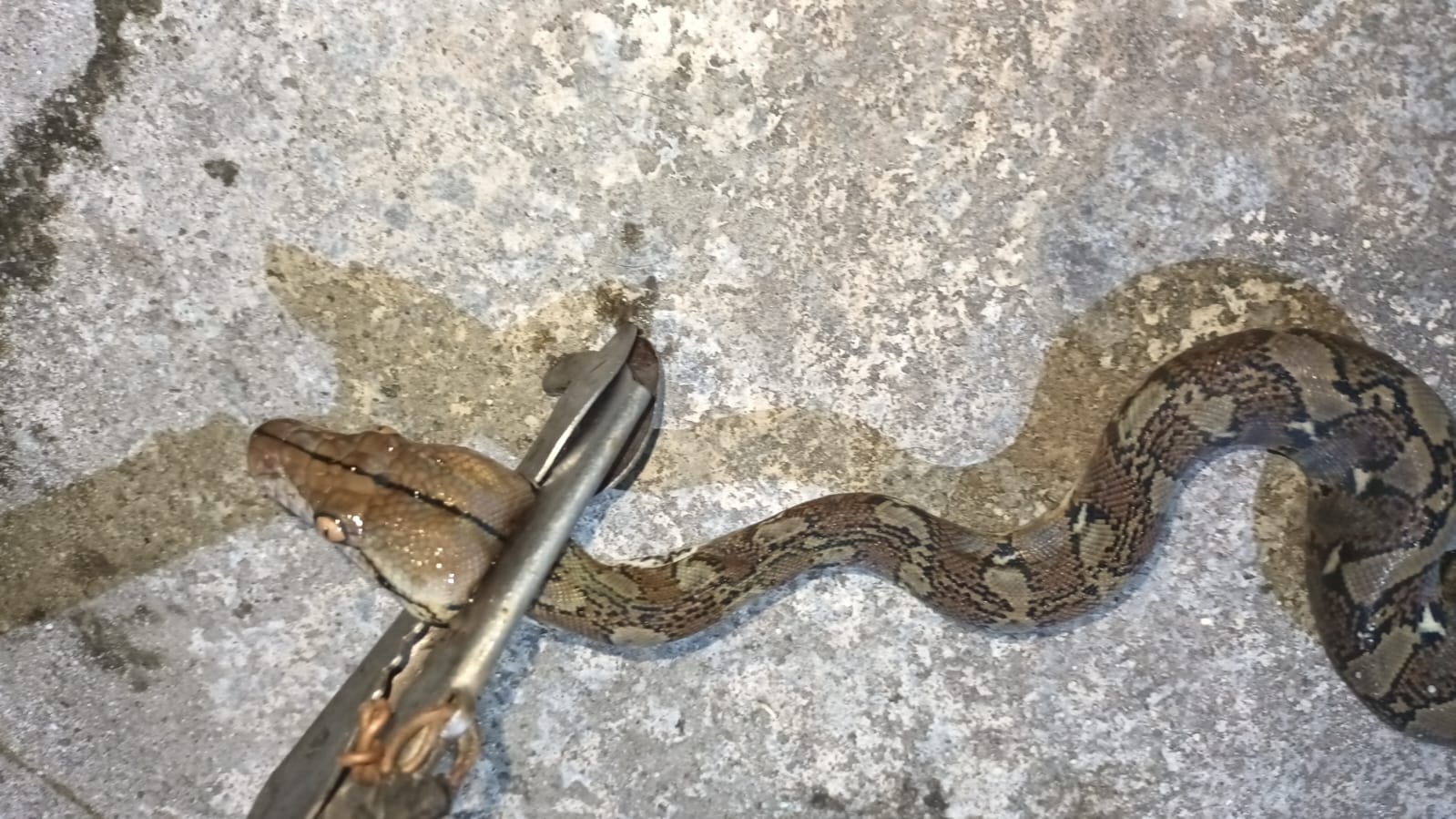 Damkar Evakuasi Anak Ular Piton di Puteri Junjung Buih