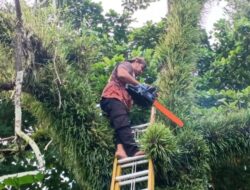 BPBD Tingkatkan Patroli dan Pangkas Pohon Rawan Tumbang