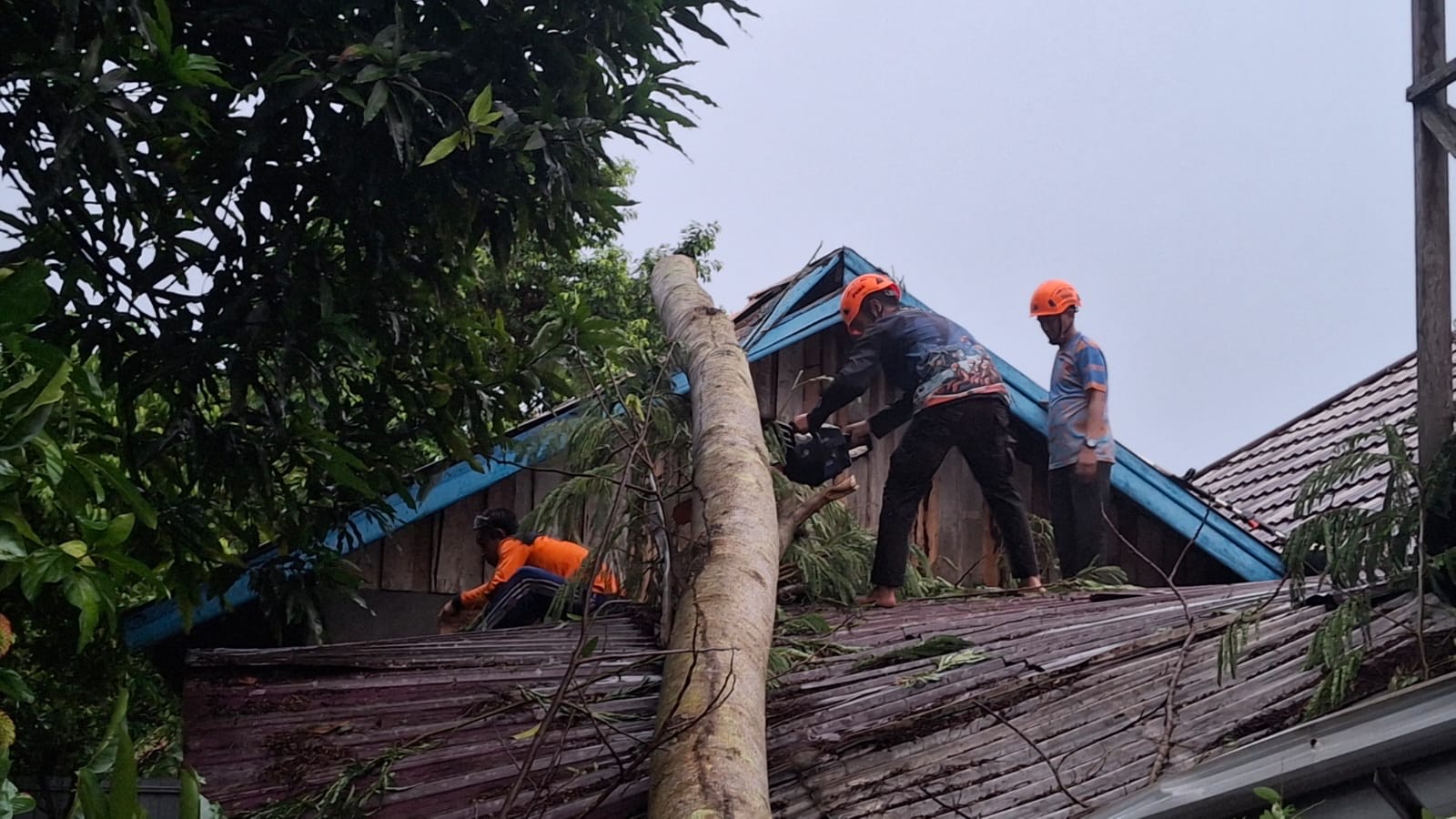 Akibat Angin Kencang, 17 Laporan Pohon Tumbang Hingga Rumah Mengalami Kerusakan Parah Akibat Angin Kencang, 17 Laporan Pohon Tumbang Hingga Rumah Mengalami Kerusakan Parah