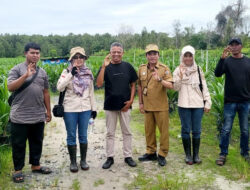 Disbun Kalteng Terapkan Standar Kepmen Pertanian Terbaru dalam Sertifikasi Benih Sawit