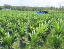 Amankan Produktivitas Petani, Disbun Kalteng Perketat Pengawasan Benih Sawit di Palangka Raya