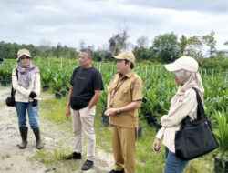 Verifikasi Lapangan, 25 Ribu Benih Sawit CV. Borneo Agro Lestari Raih Sertifikat Layak Edar