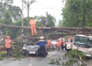 Angin Kencang Robohkan Pohon dan  Hantam Dua Mobil 