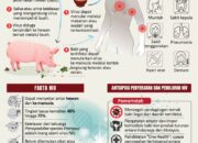 Isu Virus Nipah, Dinkes Pastikan Palangka Raya Nihil Kasus