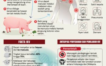 Isu Virus Nipah, Dinkes Pastikan Palangka Raya Nihil Kasus Isu Virus Nipah, Dinkes Pastikan Palangka Raya Nihil Kasus