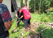 ‎Tim Rescue Damkar Evakuasi Ular Piton 4 Meter di Kandang Ayam Warga  ‎