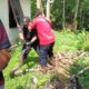 ‎Tim Rescue Damkar Evakuasi Ular Piton 4 Meter di Kandang Ayam Warga  ‎