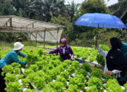 KUNJUNGI KE SEMATU JAYA-Ketua TP-PKK Lamandau Ajak Warga Manfaatkan Lahan Pekarangan 