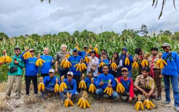 DUKUNG KETAHANAN PANGAN-Wilmar dan Poktan Pahari Sejahtera Laksanakan Budidaya Jagung