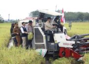 KOMITMEN PROGRAM KETAHANAN PANGAN -Wagub dan Bupati Pulang Pisau Panen Padi di OPLA