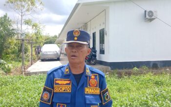 Cuaca Ekstrem, Damkar Ingatkan Ancaman Pohon Tumbang