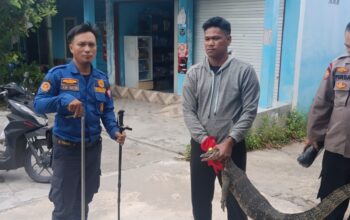 Damkar Seruyan Evakuasi Biawak dari Kantor Polisi Perairan