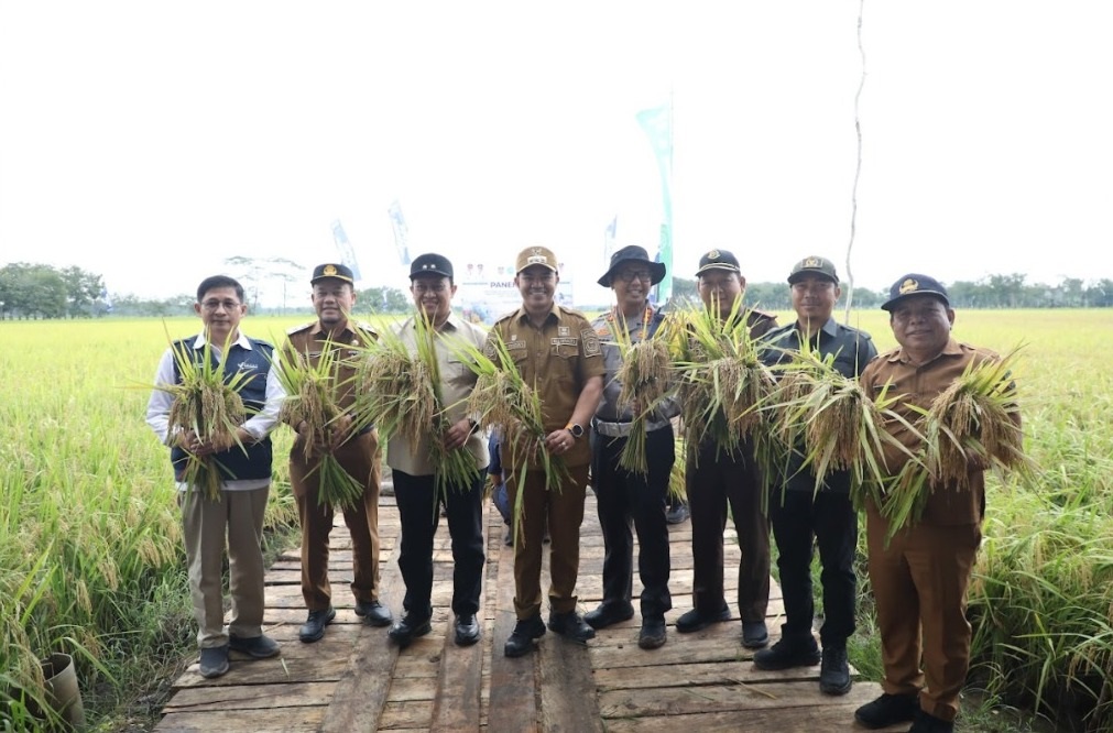 KOMITMEN PROGRAM KETAHANAN PANGAN -Wagub dan Bupati Pulang Pisau Panen Padi di OPLA