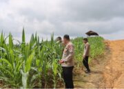 Kapolres Gumas Tinjau Lahan Jagung