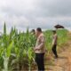 Kapolres Gumas Tinjau Lahan Jagung