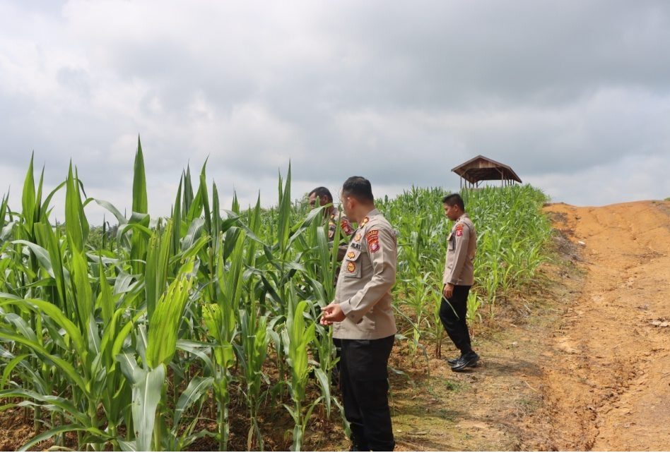 Kapolres Gumas Tinjau Lahan Jagung