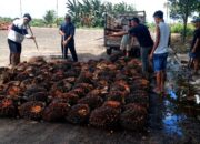 Polsek Parenggean Tangkap 3 Garong Sawit