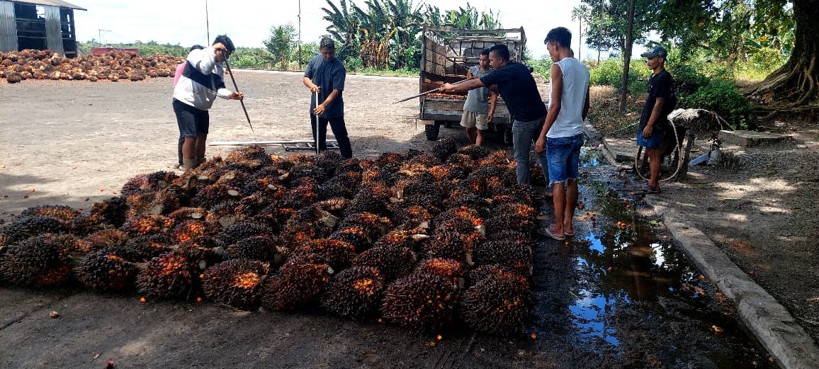 Polsek Parenggean Tangkap 3 Garong Sawit