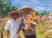 Polsek Pangkalan Banteng Panen Raya Jagung Hibrida Raja 7