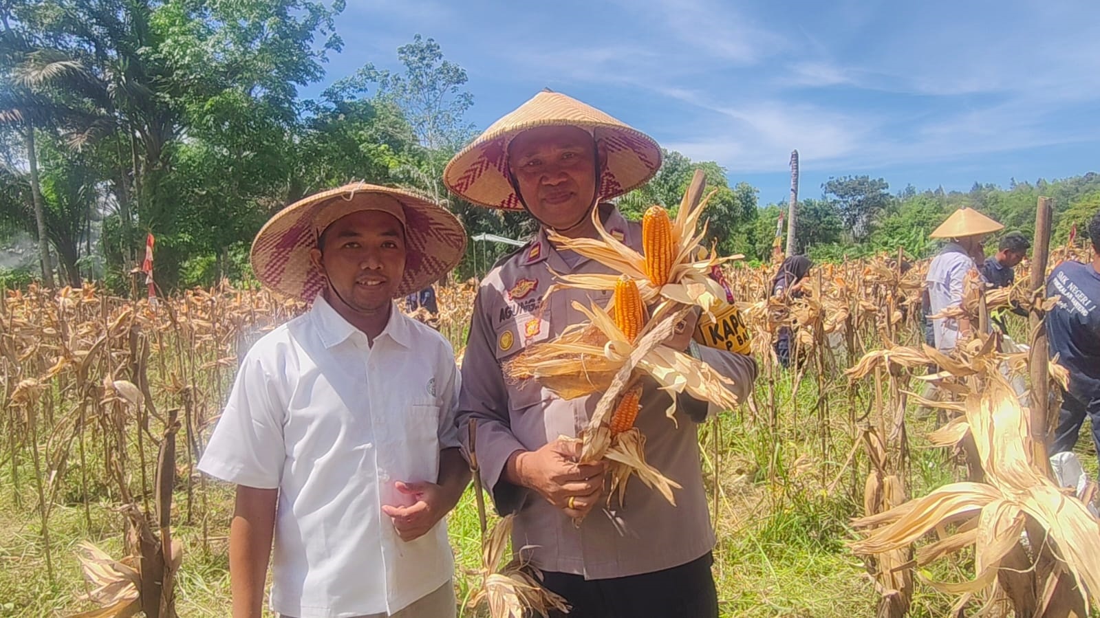 Polsek Pangkalan Banteng Panen Raya Jagung Hibrida Raja 7