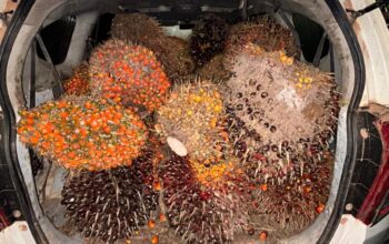 Polres Kotim Tangkap Pencurian Buah Sawit di PT APN