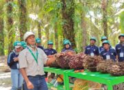 Pelatihan PERKASA, PT MIK Dorong Petani Sawit Lebih Berkualitas 