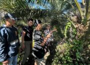 Curi Sawit di Kebun WNL, Pria 33 Tahun Ditangkap