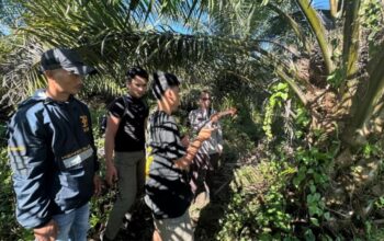 Curi Sawit di Kebun WNL, Pria 33 Tahun Ditangkap