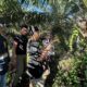Curi Sawit di Kebun WNL, Pria 33 Tahun Ditangkap