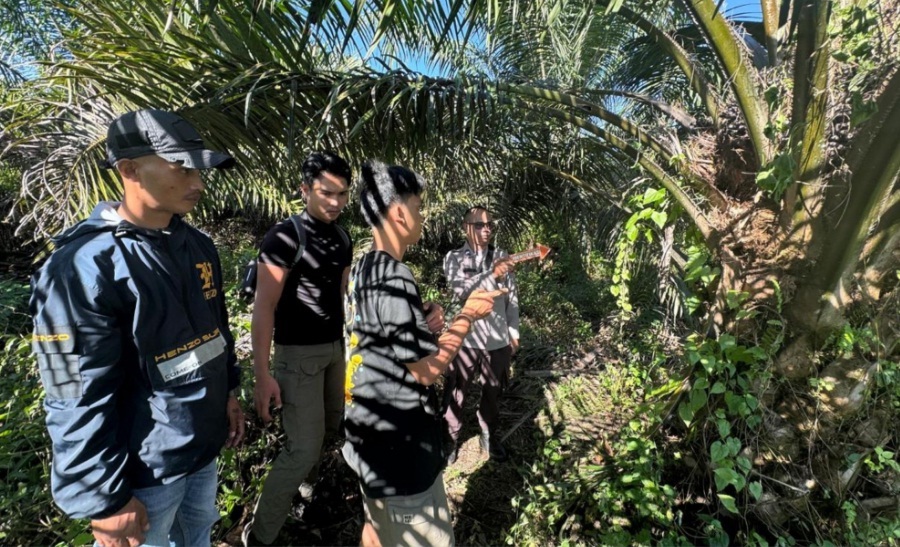 Curi Sawit di Kebun WNL, Pria 33 Tahun Ditangkap