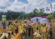 Kapolsek Pangkalan Banteng Hadiri Panen Raya Jagung Hibrida