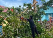 Damkar Seruyan Evakuasi Pohon Tumbang