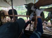 JELANG IDULADHA 1447 H-DPKP Palangka Raya Periksa Ribuan Hewan Kurban